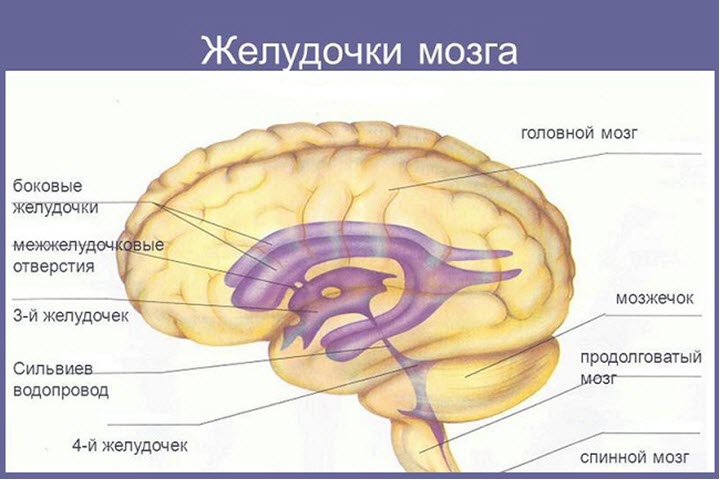 anatomiya-2.jpg