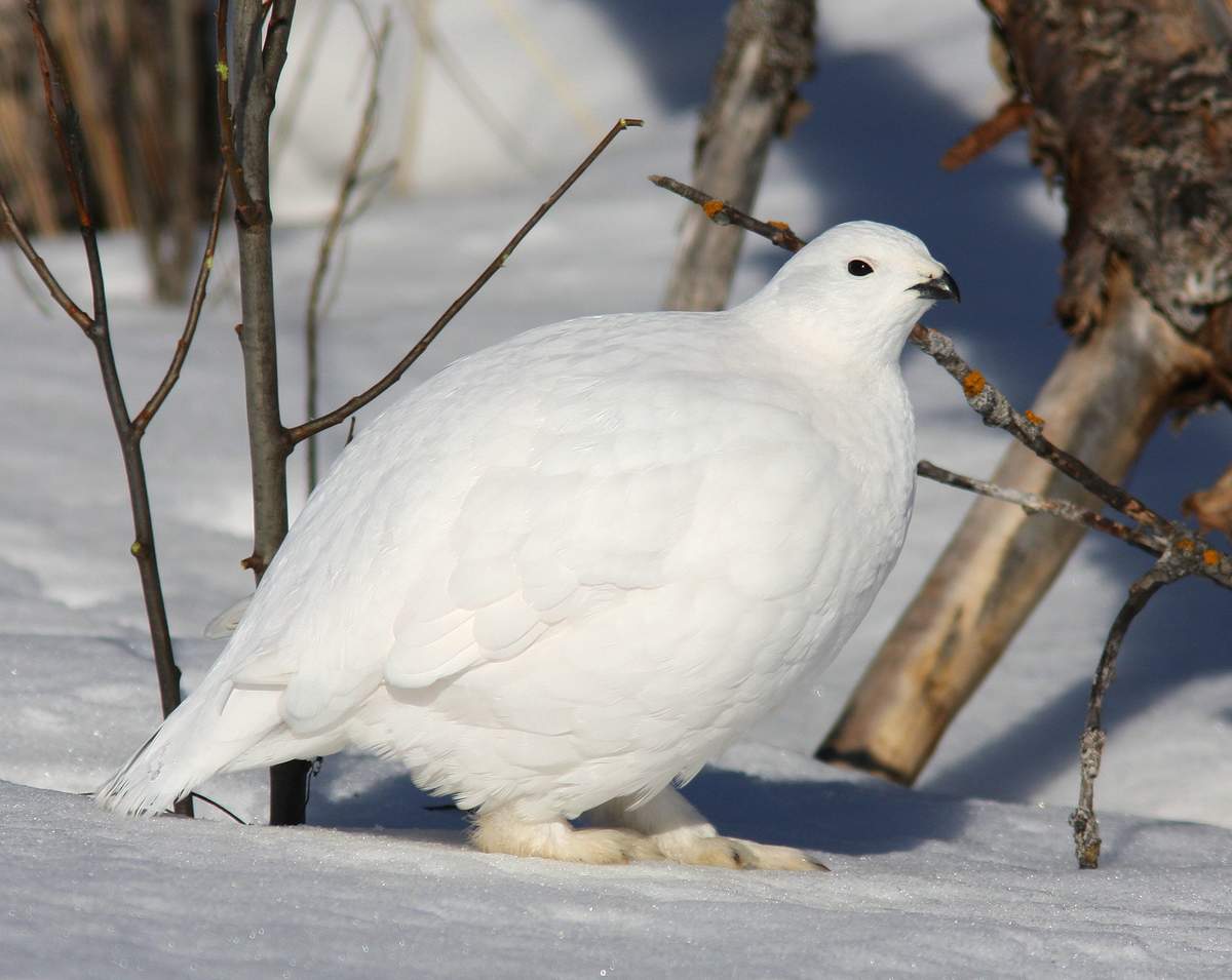 belaja-kuropatka-animalreader.ru-002.jpg