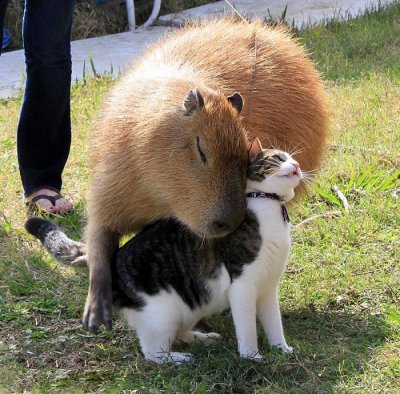 AnimalsLikeCapybaras-1.jpg