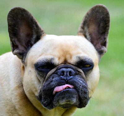 french-bulldog-2427629_1280 (1).jpg