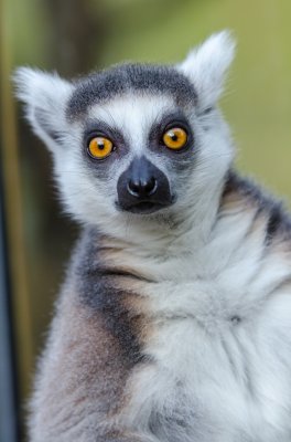 wildlife-mammal-fauna-primate-close-up-vertebrate-lemur-188478.jpg