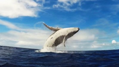 Humpback-Breaching.jpg